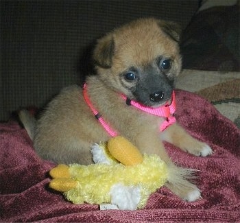A shorthaired, brown with black and white Pomchi puppy is wearing a hot pink harness sitting on a red blanket with a yellow chicken plush doll under it. It has small ears that flop over to the front.